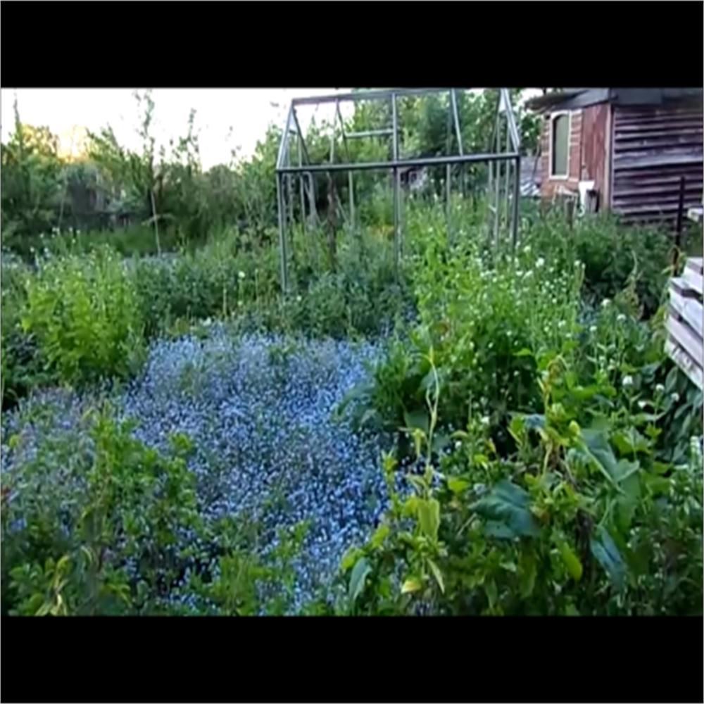 In the Blue Meadow