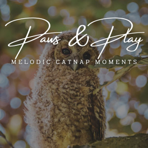 Paws & Play: Jazz Lounge Grooves for Pets