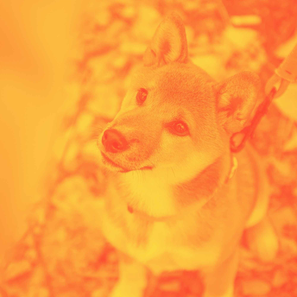 Extraordinary Ambiance for Agile Pups