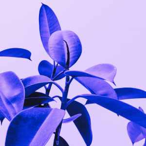 Album Impassioned Magenta Rose Perception from Lo-fi Beats for Sleep