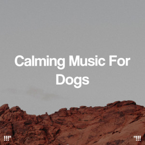 !!!" Calming Music For Dogs "!!!