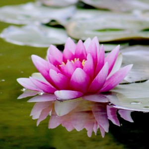 Valeria González的專輯Armonía del Bienestar (Harmony of Well-Being)