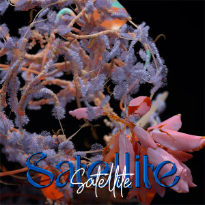 Listen to Satellite (Explicit) song with lyrics from Half-Life