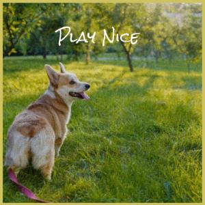 Various Artists的專輯Play Nice
