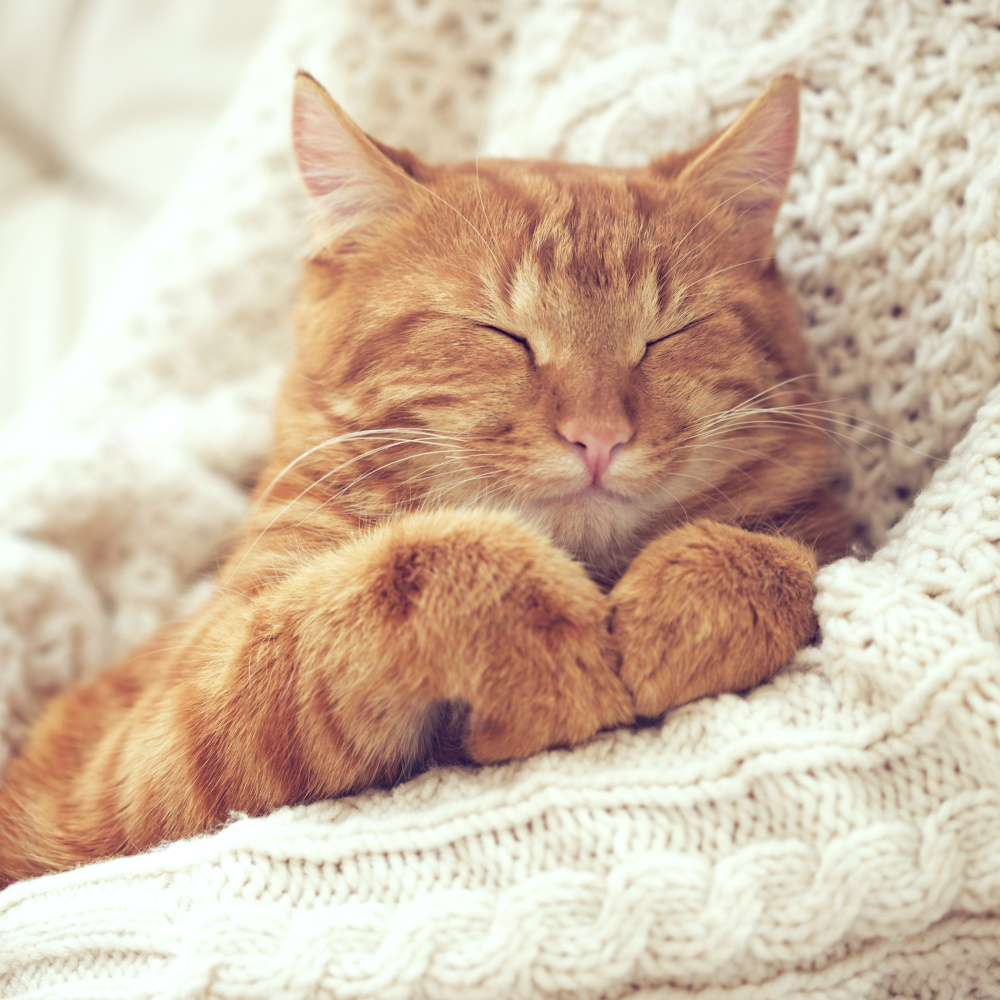 Cozy Jazz Cat Serenity