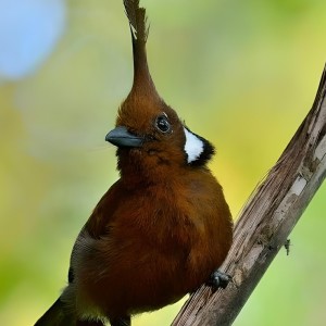 Listen to Burung Cililin Ngerol song with lyrics from Abub