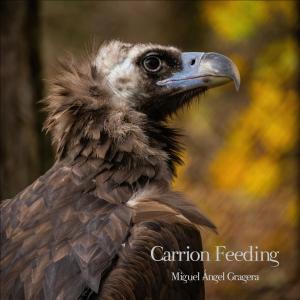 ดาวน์โหลดและฟังเพลง Carrion feeding พร้อมเนื้อเพลงจาก Miguel Ángel Gragera