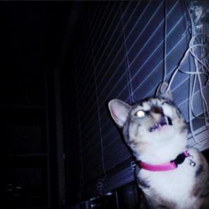 Listen to Sunlite Yellow Overdrive song with lyrics from Wulven