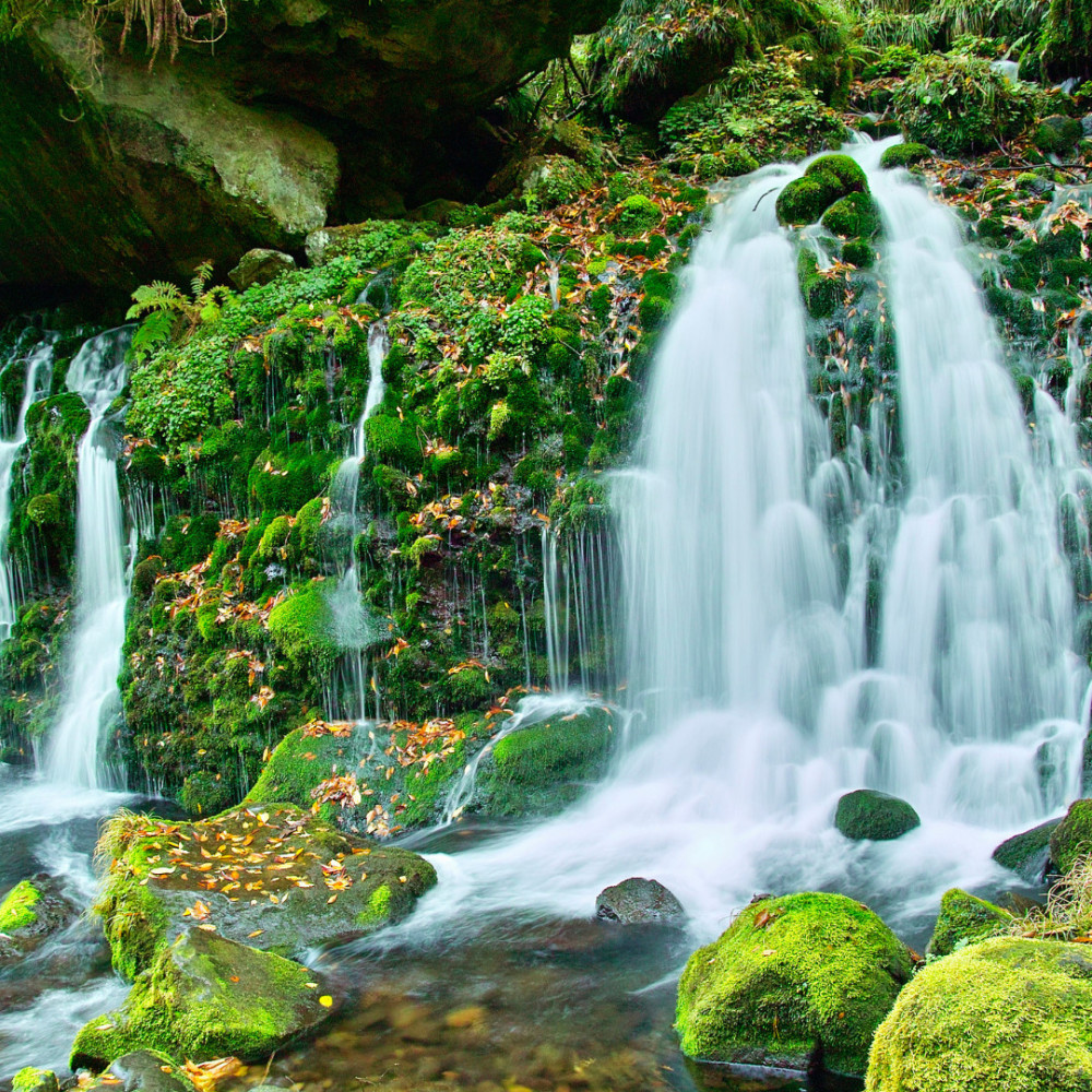 Streamside Ensemble of Focus