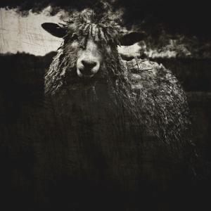 Black Sheep II