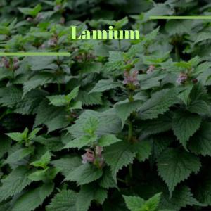 Album Lamium from 