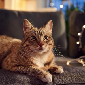 ดาวน์โหลดและฟังเพลง Melodías Relajantes Para Gatos พร้อมเนื้อเพลงจาก Cuentos de vibraciones