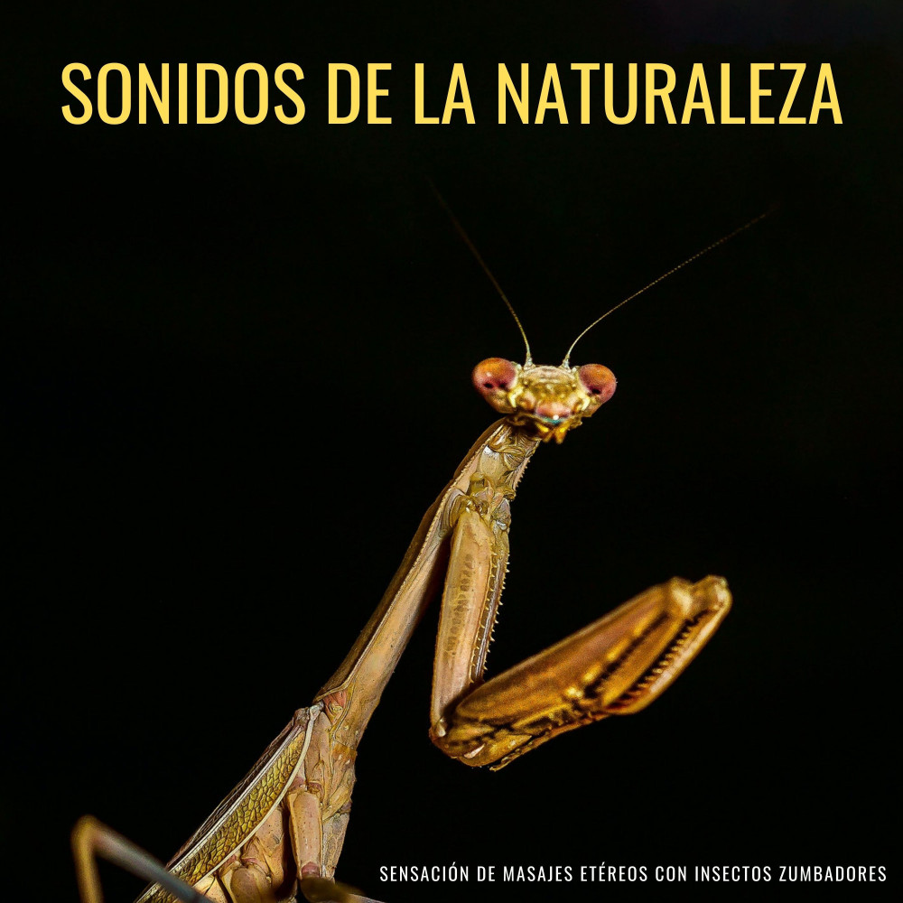 Impresiones De Insectos