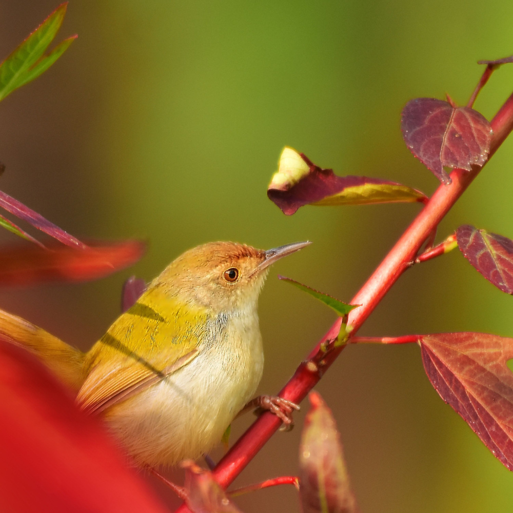 Melodic Flight of Harmony