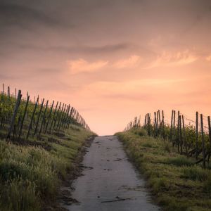 ดาวน์โหลดและฟังเพลง Paths พร้อมเนื้อเพลงจาก Charlee Nguyen