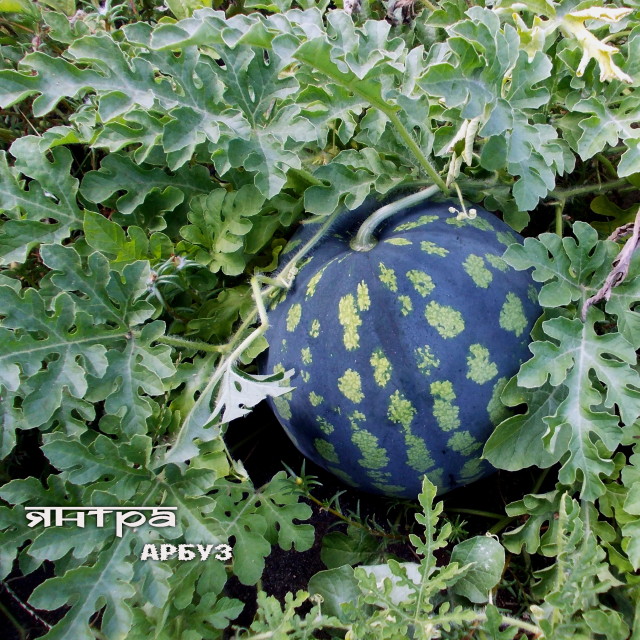 Album Арбуз from Янтра