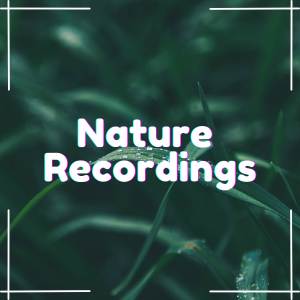 อัลบัม Leafy Canopy Calms ศิลปิน Nature Recordings
