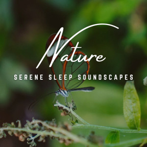 Sleeping Noises and Calming Relax Therapy Noise的專輯Dreamy Slumbers: Serene Sleep Soundscapes