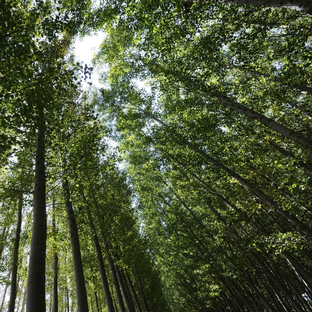 Relaxing Sound of Nature for Meditation 6