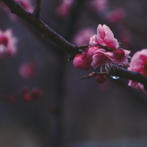 Listen to 向来痴 (完整版) song with lyrics from 黑鸟的爱之夏俱乐部乐队
