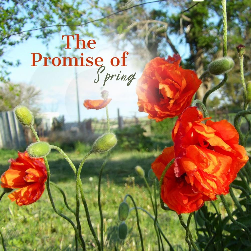 Voices of Spring