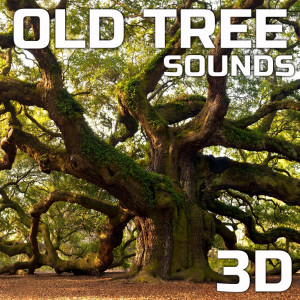Nature Sounds Therapy的專輯Old Tree Sounds 3D