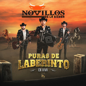 Novillos de la Sierra的專輯Novillos De La Sierra - Puras de Laberinto (En Vivo)