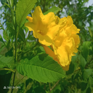 ดาวน์โหลดและฟังเพลง Porhis Dohot Do Marsak พร้อมเนื้อเพลงจาก Jans butar-butar