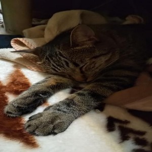 Listen to 丢了你 song with lyrics from Baozhai Mezhong