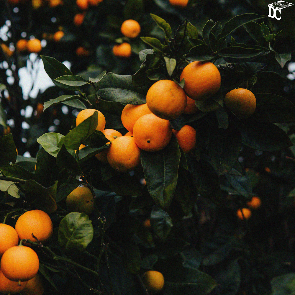 Marmalade