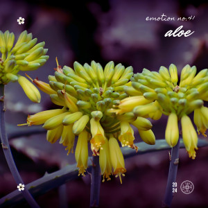 Listen to aloe song with lyrics from Emotion No.41