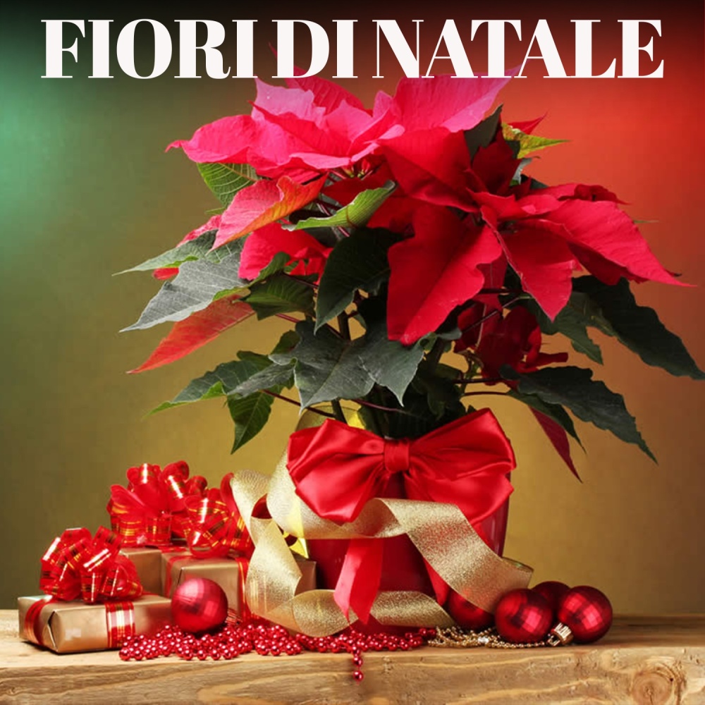 Fiore D'aprile