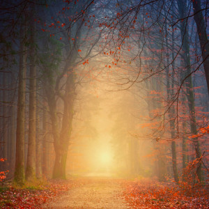 Dengarkan Fresh Forest Air lagu dari Sounds of Nature Relaxation dengan lirik