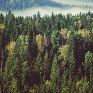 Listen to Natural Birds Voice song with lyrics from Sounds of Nature Zone