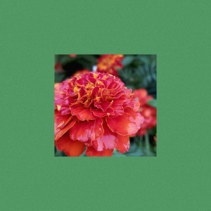 Album Нежно from Stunny Marque