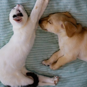 อัลบัม Relaxing Music for Pets: Gentle and Calming ศิลปิน Crossing of Souls