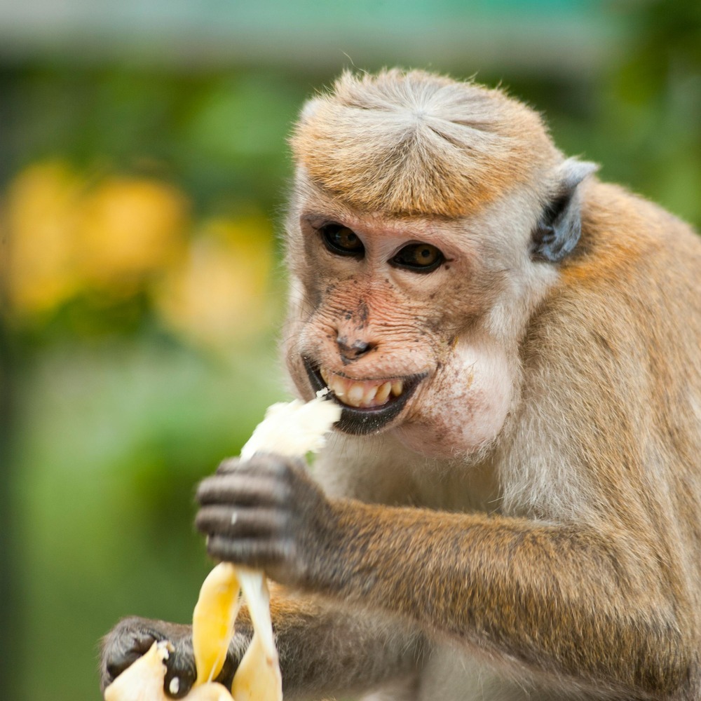 Chipanzini Bananini