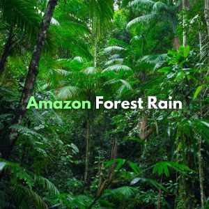 Rain Sounds的专辑Amazon Forest Rain