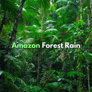 收听The Sound of the Rain的Jungle Rain歌词歌曲