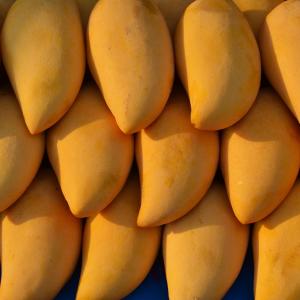 Listen to Mango Rap Outro (Explicit) song with lyrics from Drew Warrington