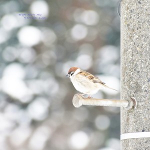 Album 스트레스가 많은 현대인을 위한 힐링 명상음악 - 바람이 지나간 자리 from 영 피아니스트