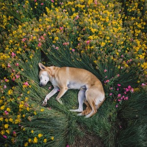 ดาวน์โหลดและฟังเพลง Patrones Reparadores Del Perro พร้อมเนื้อเพลงจาก Tiempo Theta