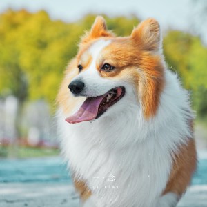 Listen to 我的爱犬 (完整版) song with lyrics from 一念