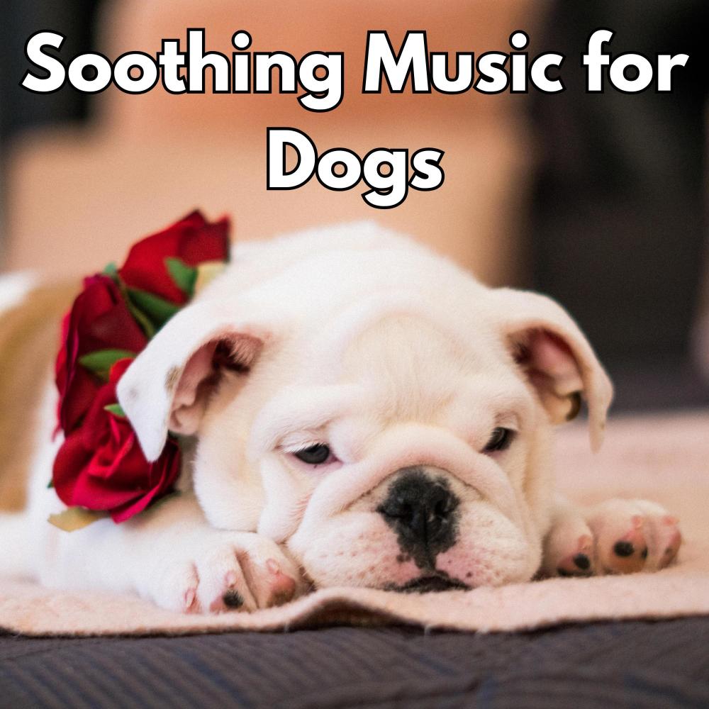 Ease Puppy Anxiety