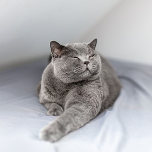 Harmony Purr: Lofi Cat's Calming Feline Soundscapes