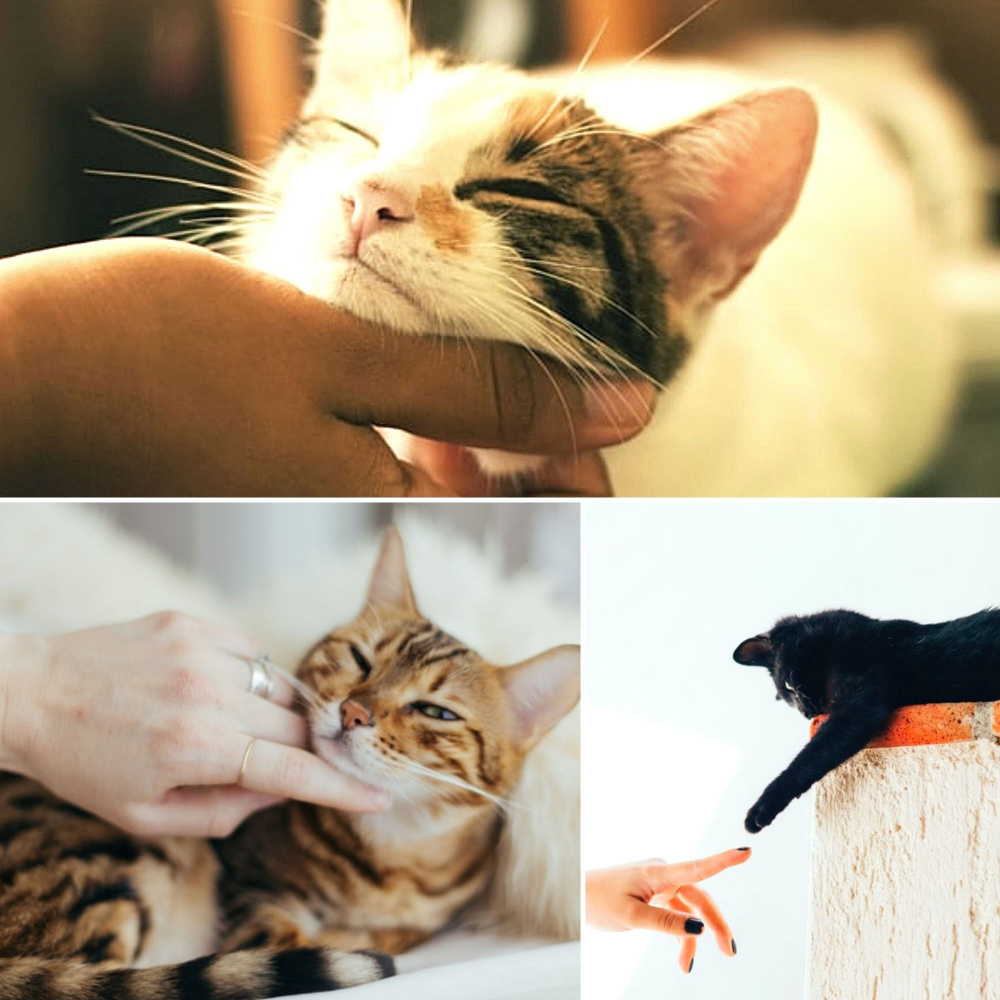 Subtle Ambiance for Nocturnal Cats