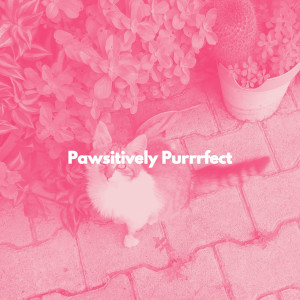 Cat Music Dreams的專輯Pawsitively Purrrfect