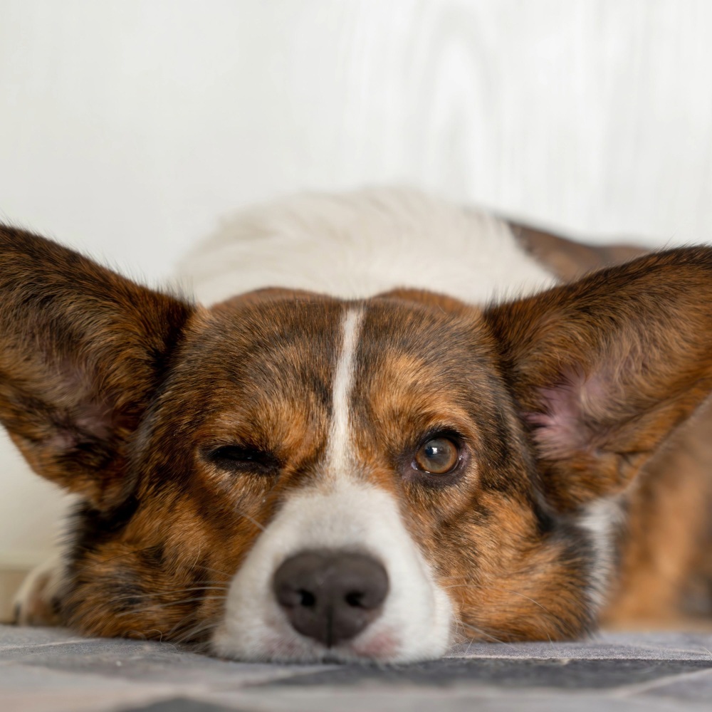 Soft Music for Dogs