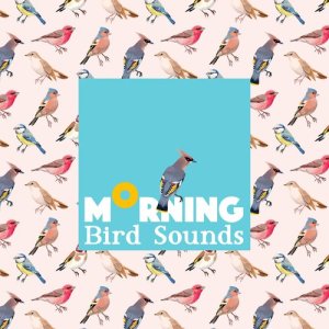 ดาวน์โหลดและฟังเพลง Morning Bird Hide พร้อมเนื้อเพลงจาก Outside Broadcast Recordings