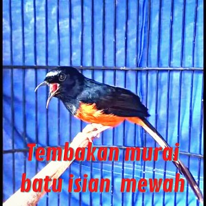 收聽Love Bird的Tembakan Murai Batu Isian Mewah (Live)歌詞歌曲
